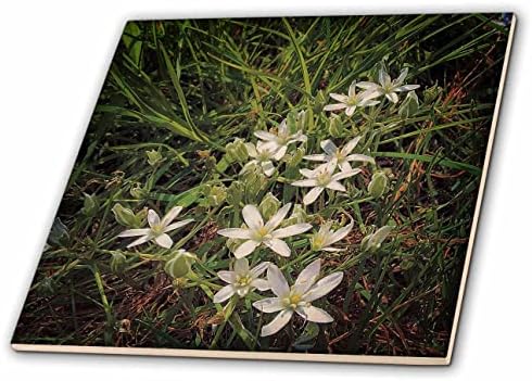 3 _ 2022 dilan Seibold-fotografija-bijelo cvijeće u travi fotografija - pločica