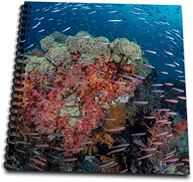 3Drose Indonezija, zapadna Papua, Raja Ampat. Koraljni greben slikovito - crtanje knjiga