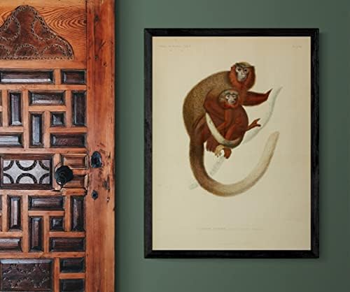 Crveni trbuh sumorni titi primat majmun vintage učionice za divlje životinje dekor zoologija antička ilustracija likovna