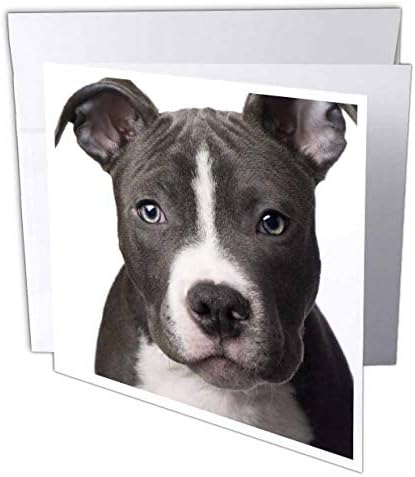 American Pit Bull Terrier štene - čestična kartica, 6 x 6 inča, singl