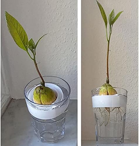 Stalak za avokado za uzgoj biljaka avokada Početna sadilica-1 komad promjera 2,5 inča